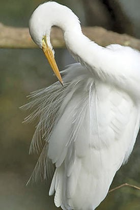 It’s time to ruffle feathers again – seek actions to protect birds